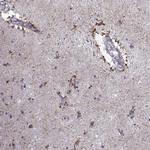 NPW Polyclonal Antibody