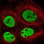 SFRS10 Polyclonal Antibody