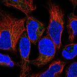 RNF5 Polyclonal Antibody