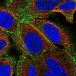 TMEM50A Polyclonal Antibody