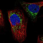 ATAD3A Antibody in Immunocytochemistry (ICC/IF)