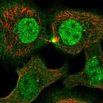 PLEKHG3 Polyclonal Antibody