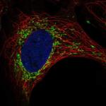 SLC9B1 Polyclonal Antibody