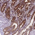 WDR83OS Antibody in Immunohistochemistry (Paraffin) (IHC (P))