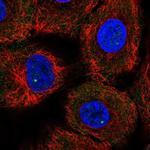 Gemin 4 Polyclonal Antibody