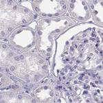Histone H1T Antibody in Immunohistochemistry (IHC)