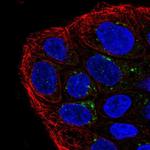 TMEM133 Antibody in Immunocytochemistry (ICC/IF)