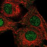 NEIL3 Polyclonal Antibody