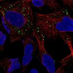 GABARAPL1 Polyclonal Antibody