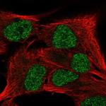 SCML4 Polyclonal Antibody