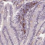 SCML4 Antibody in Immunohistochemistry (IHC)