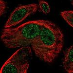 SNAPC3 Antibody in Immunocytochemistry (ICC/IF)