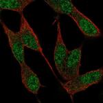 NAF1 Polyclonal Antibody