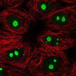 KNOP1 Antibody in Immunocytochemistry (ICC/IF)