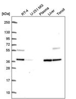 C9orf64 Antibody in Western Blot (WB)