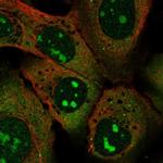 SPATS2L Polyclonal Antibody