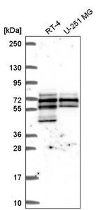 SPATS2L Antibody in Western Blot (WB)