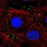 MTSS1L Antibody in Immunocytochemistry (ICC/IF)