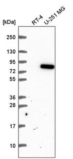 MTSS1L Antibody in Western Blot (WB)