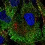 MAP1A Polyclonal Antibody