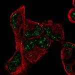 PNRC1 Polyclonal Antibody
