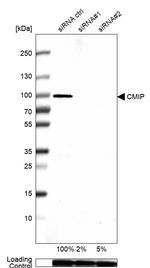 CMIP Antibody