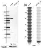 CMIP Antibody in Western Blot (WB)