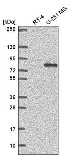 RC74 Antibody in Western Blot (WB)
