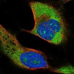 RPS27L Polyclonal Antibody