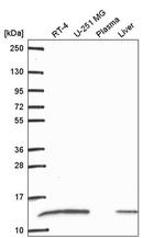 RPS27L Antibody in Western Blot (WB)