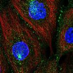 PATJ Antibody in Immunocytochemistry (ICC/IF)