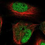 HRCT1 Antibody in Immunocytochemistry (ICC/IF)