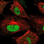 MMS22L Antibody in Immunocytochemistry (ICC/IF)