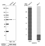 ANKMY2 Antibody in Western Blot (WB)