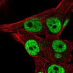 THAP3 Polyclonal Antibody