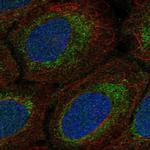 MRPS15 Polyclonal Antibody