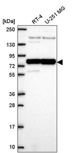 PABPC1 Antibody in Western Blot (WB)