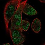 RBM24 Polyclonal Antibody