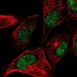 CENPW Polyclonal Antibody