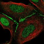 FAM126B Antibody in Immunocytochemistry (ICC/IF)