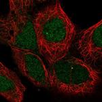 MAN2C1 Polyclonal Antibody