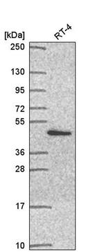 PSMD11 Antibody in Western Blot (WB)