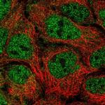 NUFIP2 Polyclonal Antibody