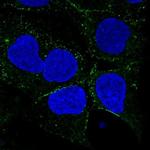 SMIM8 Antibody in Immunocytochemistry (ICC/IF)