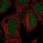 ING3 Polyclonal Antibody