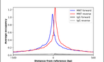 MNT Antibody in ChIP Assay (ChIP)