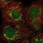 PSMG4 Polyclonal Antibody