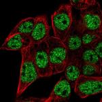 SEC14L6 Polyclonal Antibody