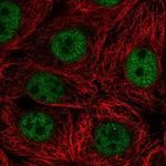 SCRT2 Polyclonal Antibody