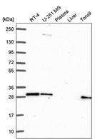 GBX2 Polyclonal Antibody